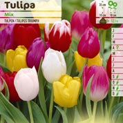 Tulip Triumph, Mixed